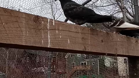 Flock it Farm: Adventures with Shirley bird. Shirley meets new friends