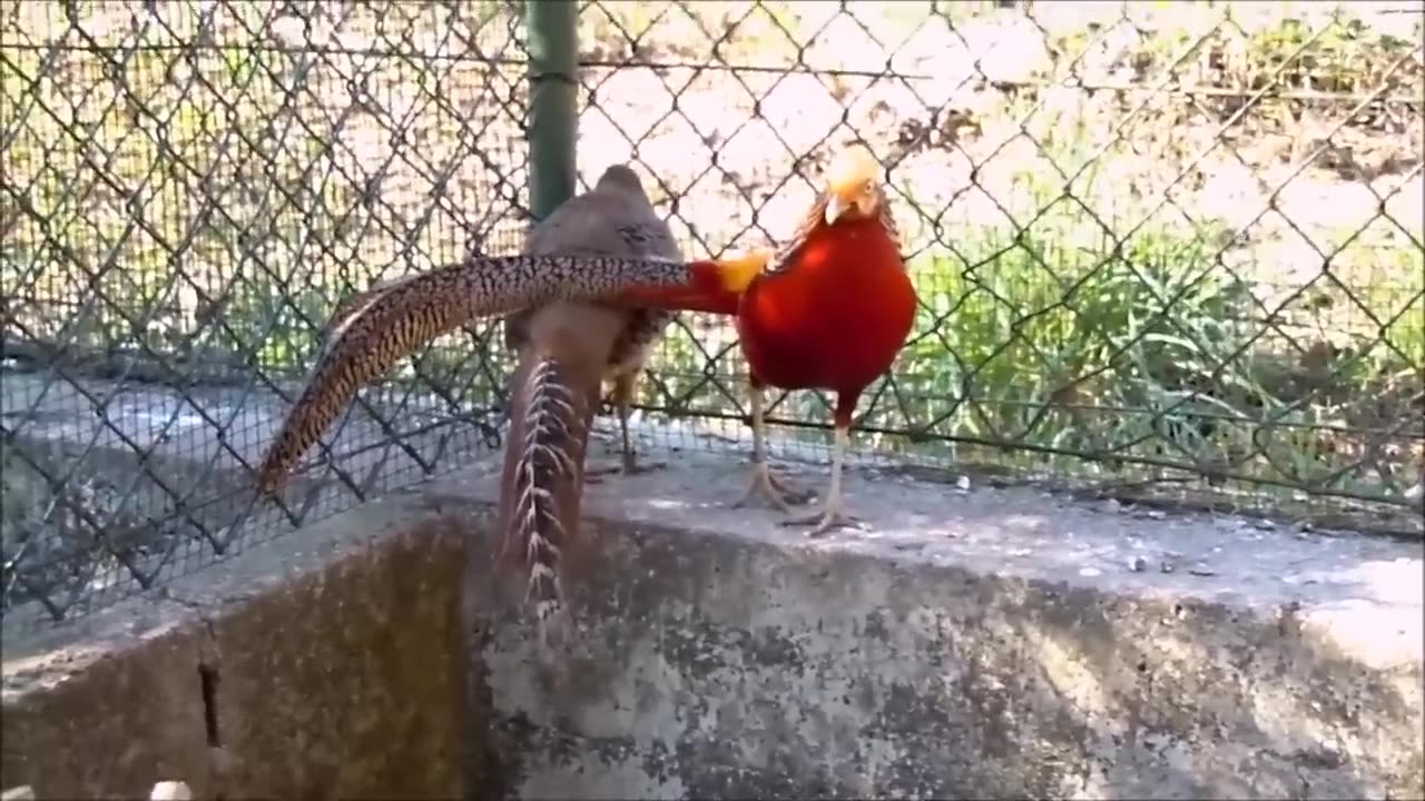 Beautiful Golden Pheasants and Wading Birds