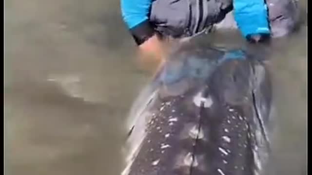 look at the size of that fish