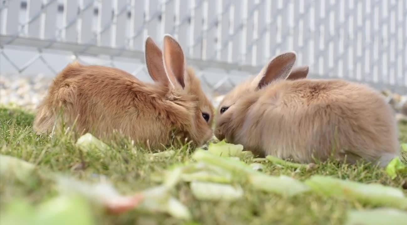 cute rabbits eating grasses