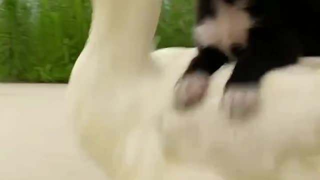 Dog plays with rescued Duck during babysitting duties