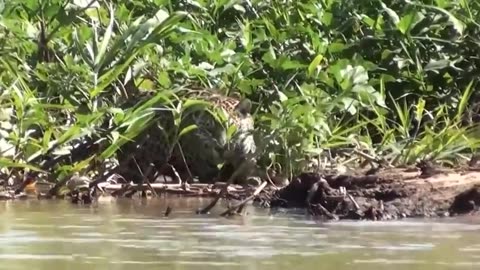 20 Interesting Animal Moments Filmed In The Amazon