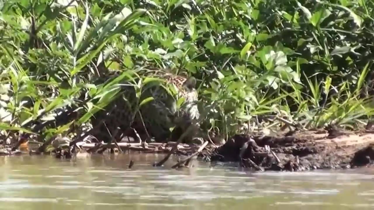 20 Interesting Animal Moments Filmed In The Amazon