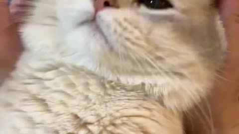 Unleash the Fun This Cat's Playful Antics Are Pure Entertainment!