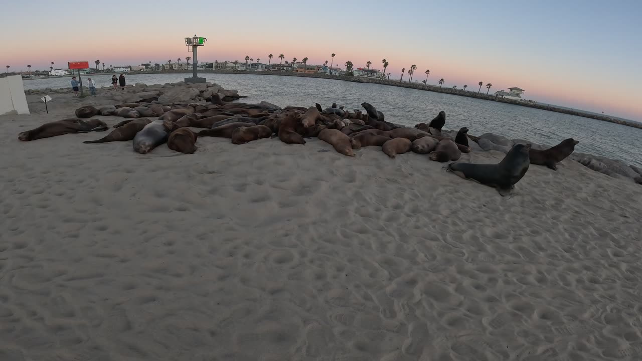 Lazy Ass Harbor Seals, getting up close.