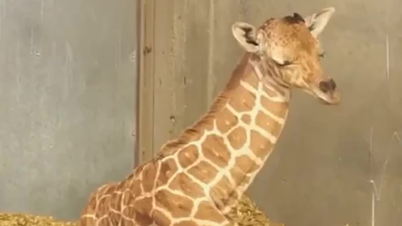 New born giraffeđ isn't sure what to do with his neck while taking a nap!