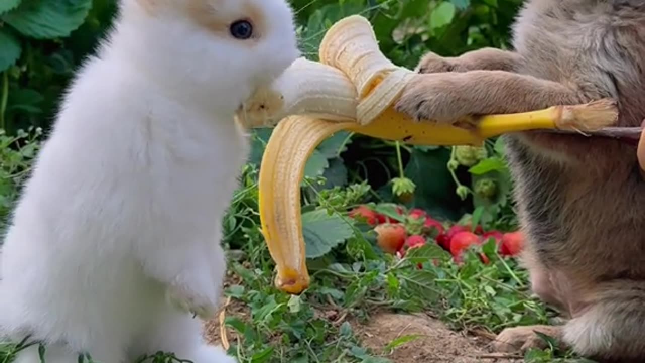 Animal funny video