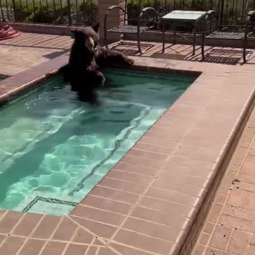 Bear cools off in hot tub during California heatwave