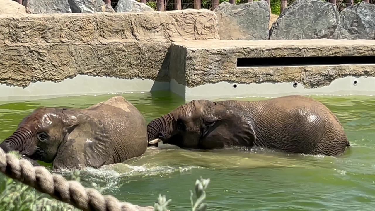 Elephant zoo