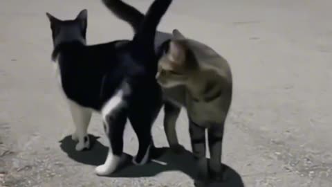 Funny animals videos