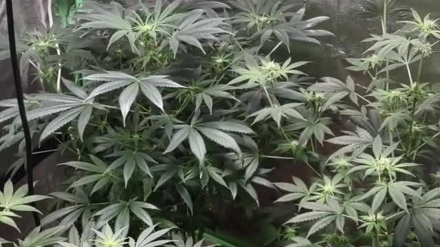 Garden 🔥🔥🤺
