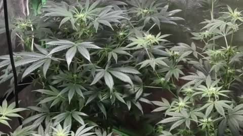 Garden 🔥🔥🤺