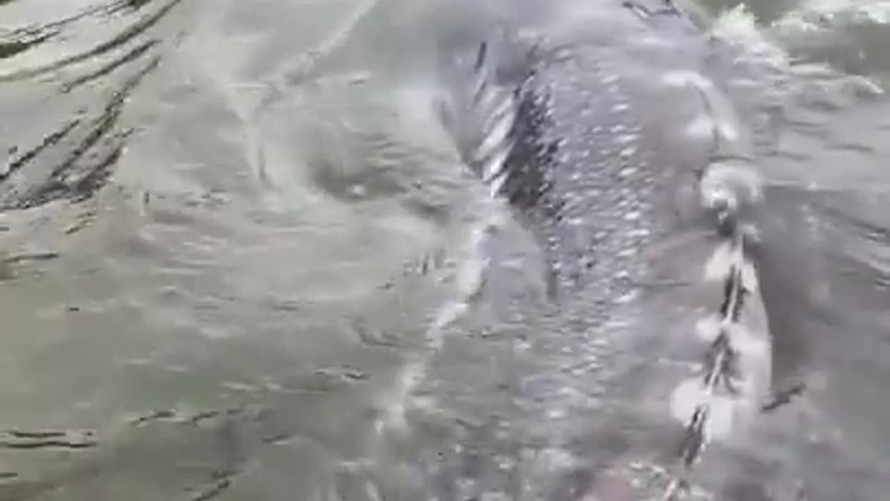 What fish is this? 😳