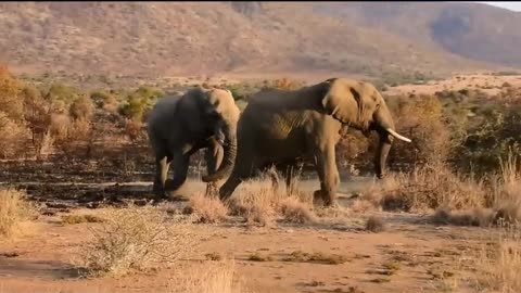 Elephant#very#good#video