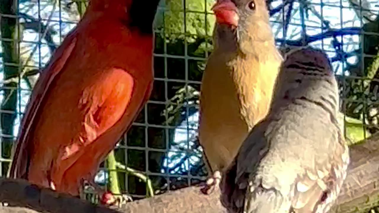 Northern Cardinal male singing to female cardinal #birds #bird #nature #animals