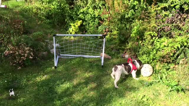 French Bulldog displays impressive goalkeeping skills