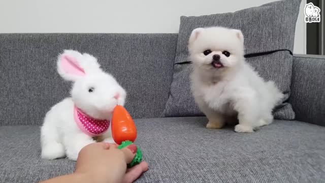 dog eating carrot