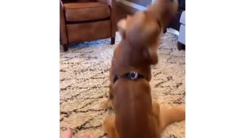 His little trust fall