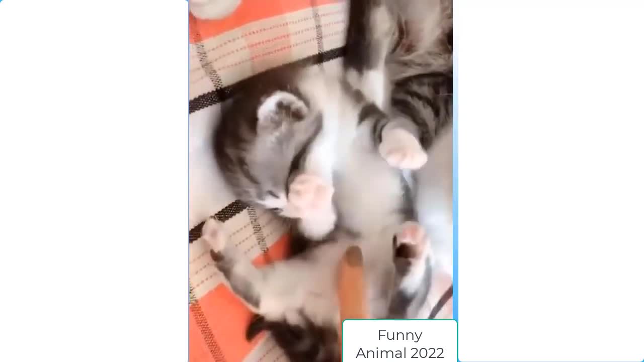 Funny cats compilation