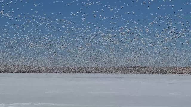 Blizzard of Snow Geese