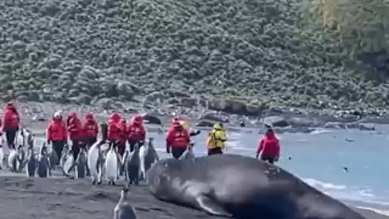 GODZILA of Seals