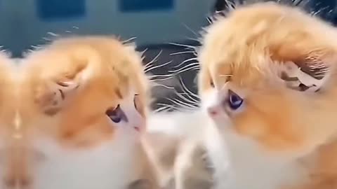 Beautiful cat video