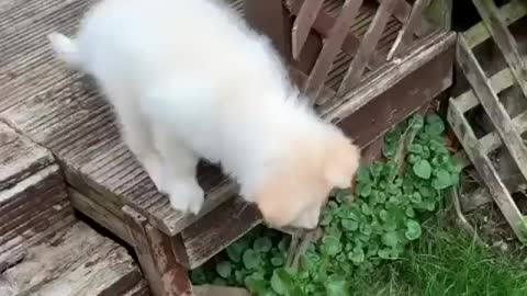 DOG FUNNY