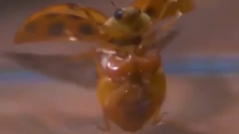 LADYBUG TAKING FLIGHT