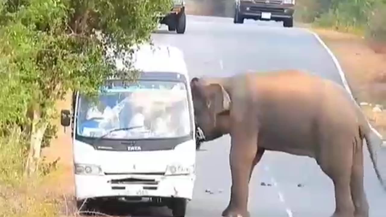 Elephant 🐘 Attack