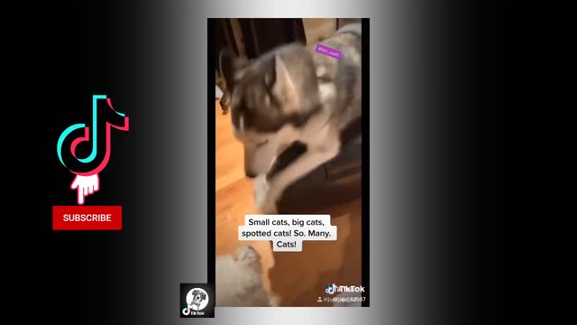 Tiktok Pets Cute Funny Dog Husky