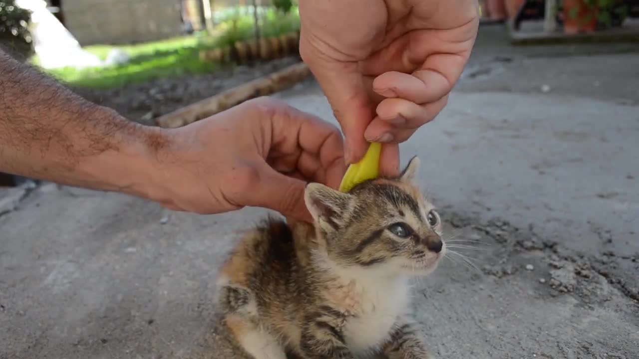 Trick to a kitty to behave