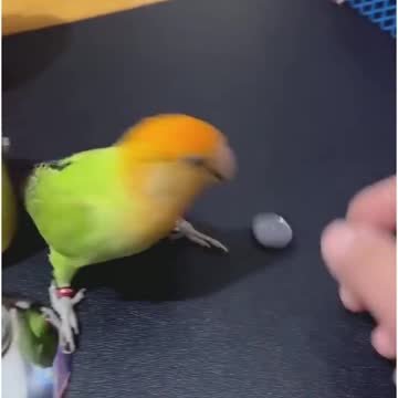 The pheasant is playing.