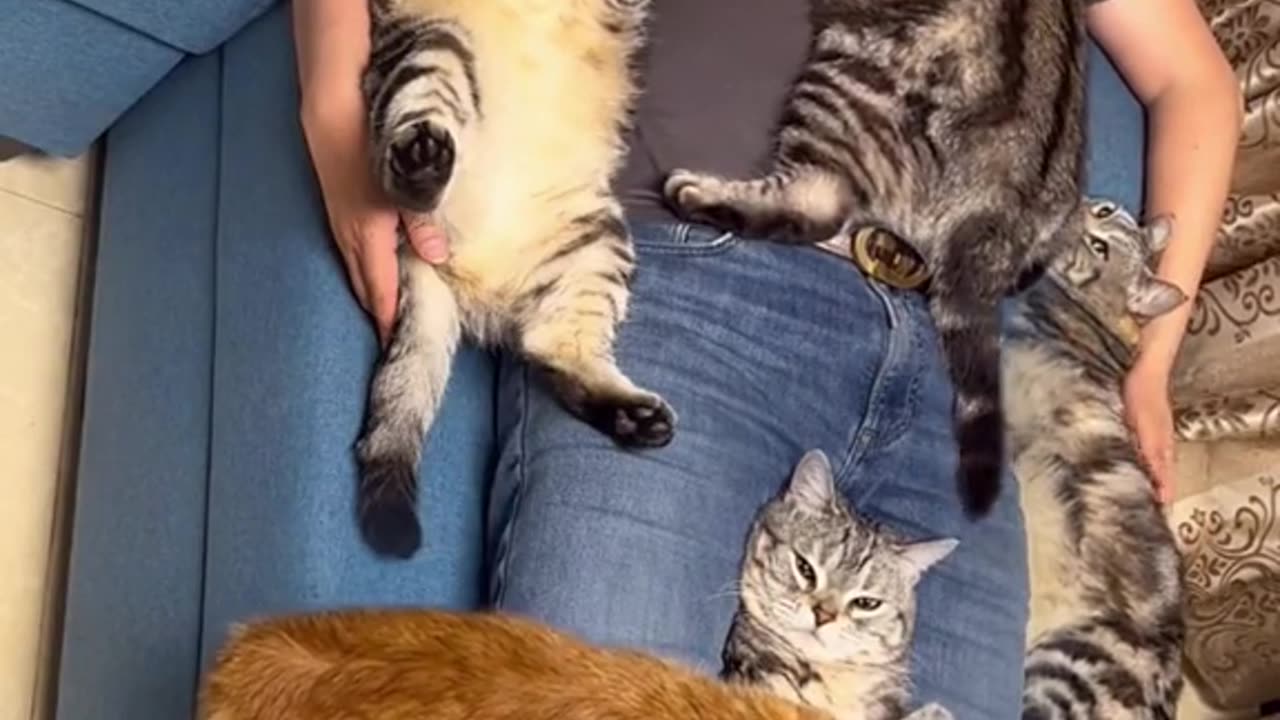 Cototherapy. Funny Cats Videos 🤣 - Funniest Animal Videos 2023! 🥰 #3