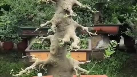 Dragon #bonsai