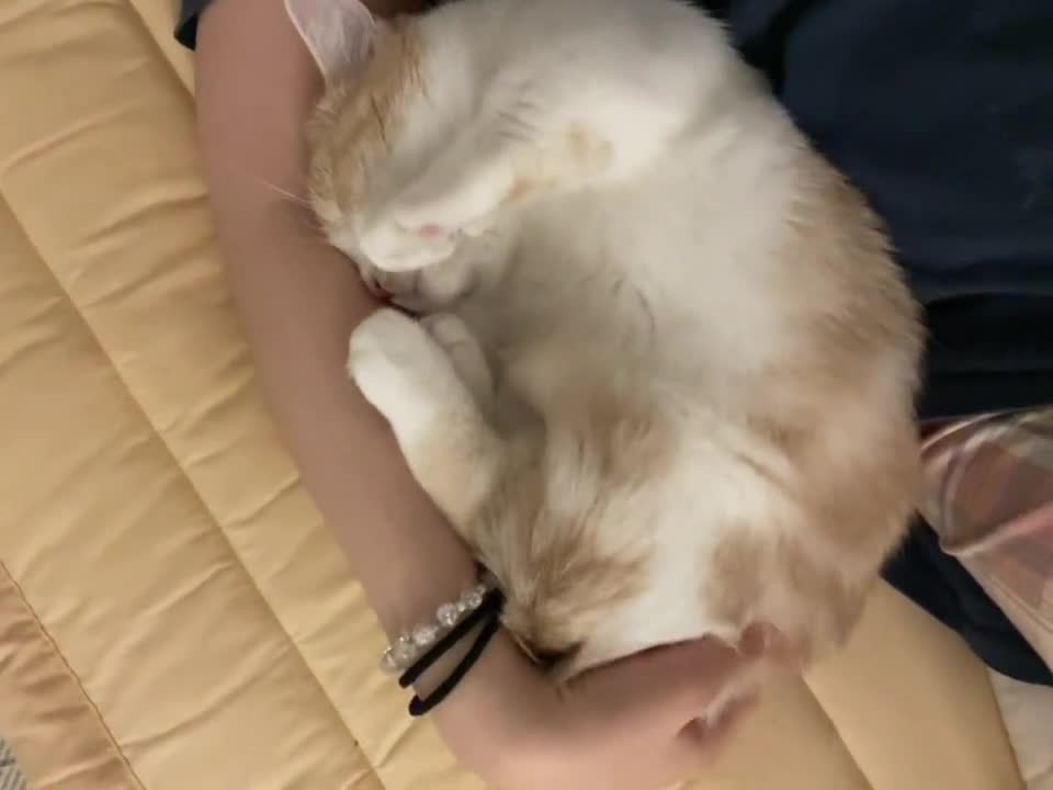 사랑하는 고양이