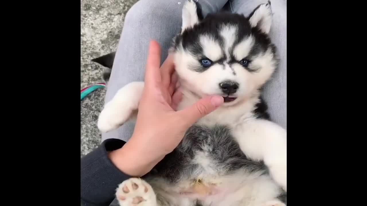 Funniest Cutest Husky Puppies Funny Puppy