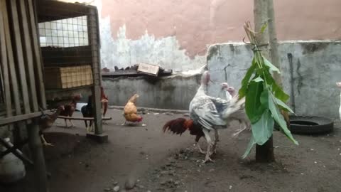 Turkey attack aseel rooster/part 1