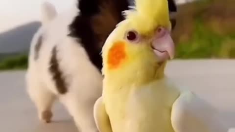 cute dogs ever