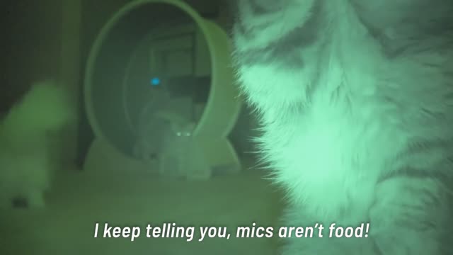 Funny Cat Best Video