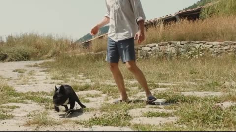 Cute 15 Dogs and Puppy Mood, Happy Ambient Music Ambience - Upbeat.