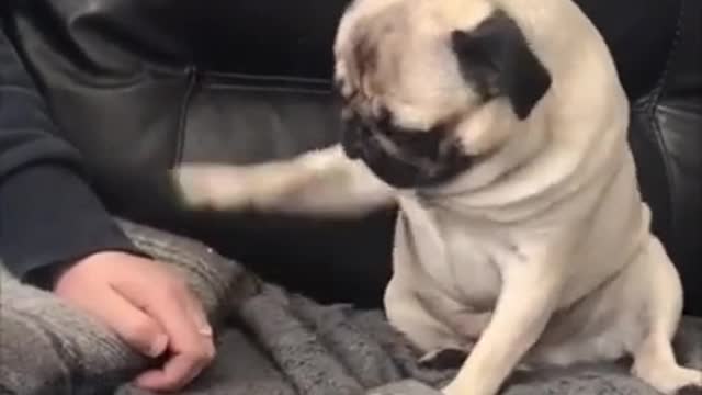 cute pug compilation video that will make you laugh!!!!!