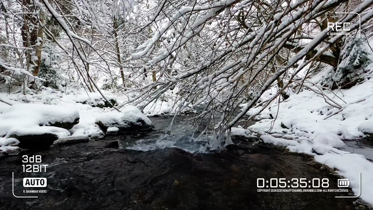 Whispers Of The Wild | Zen Asmr # 282