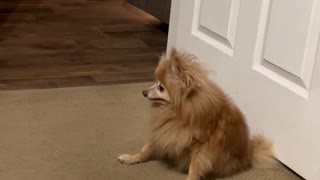 I Think my Pomeranian is Broken