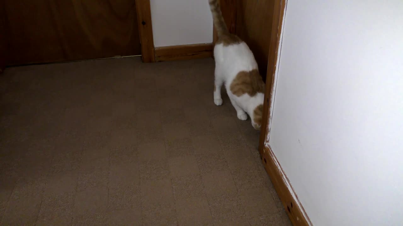 Cat Misses His Owner