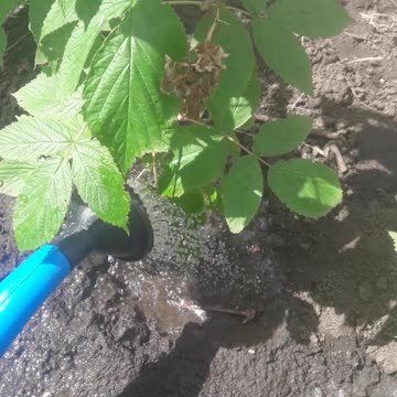 Watering raspberries