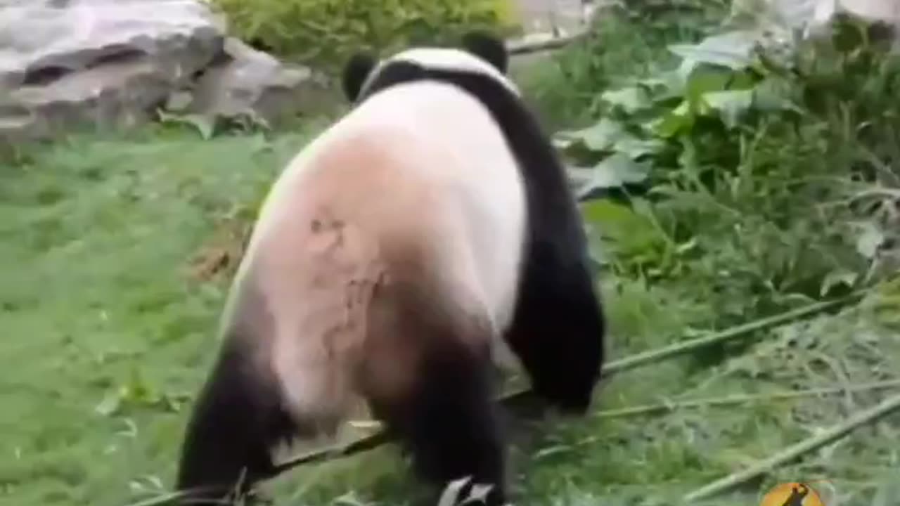 I finally found the real Kung Fu Panda