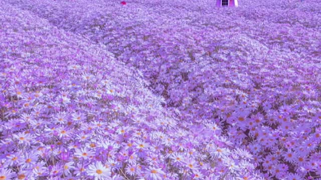 A sea of flowers in a dream