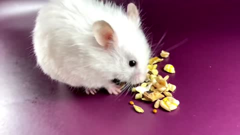 What are the hamster's favorite grains ❤️🐹 ASMR #18 #crunchcrunchhamster #hamster #asmr