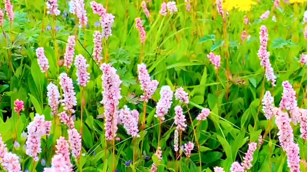 Different Colure Flowers | Supat Valley Flowers | Supat Kohistan | Supat North Pakistan