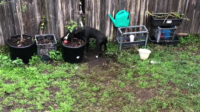 Neighbor Dogs Play Fetch Together